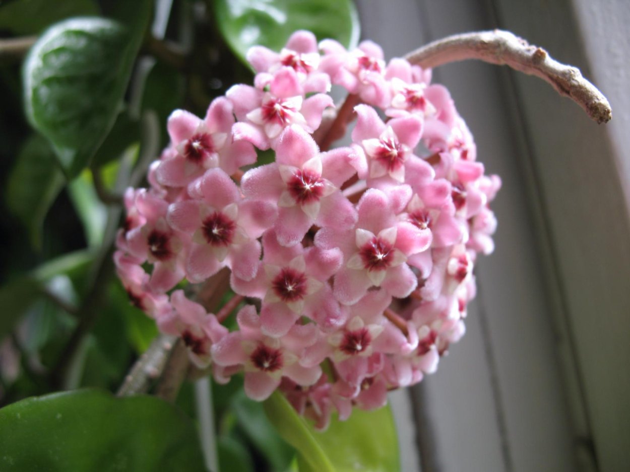 Хойя Карноза Кринкл