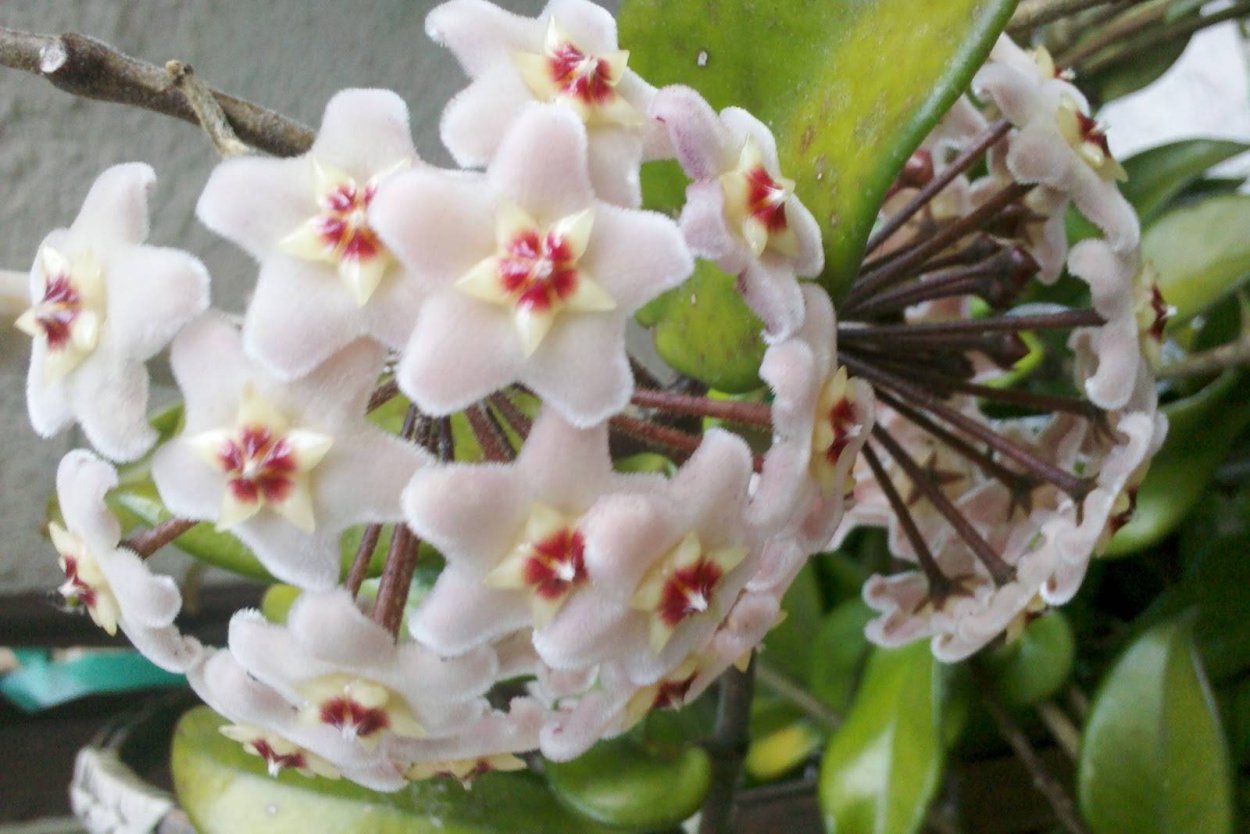 Хойя Сьюзи Кью цветение