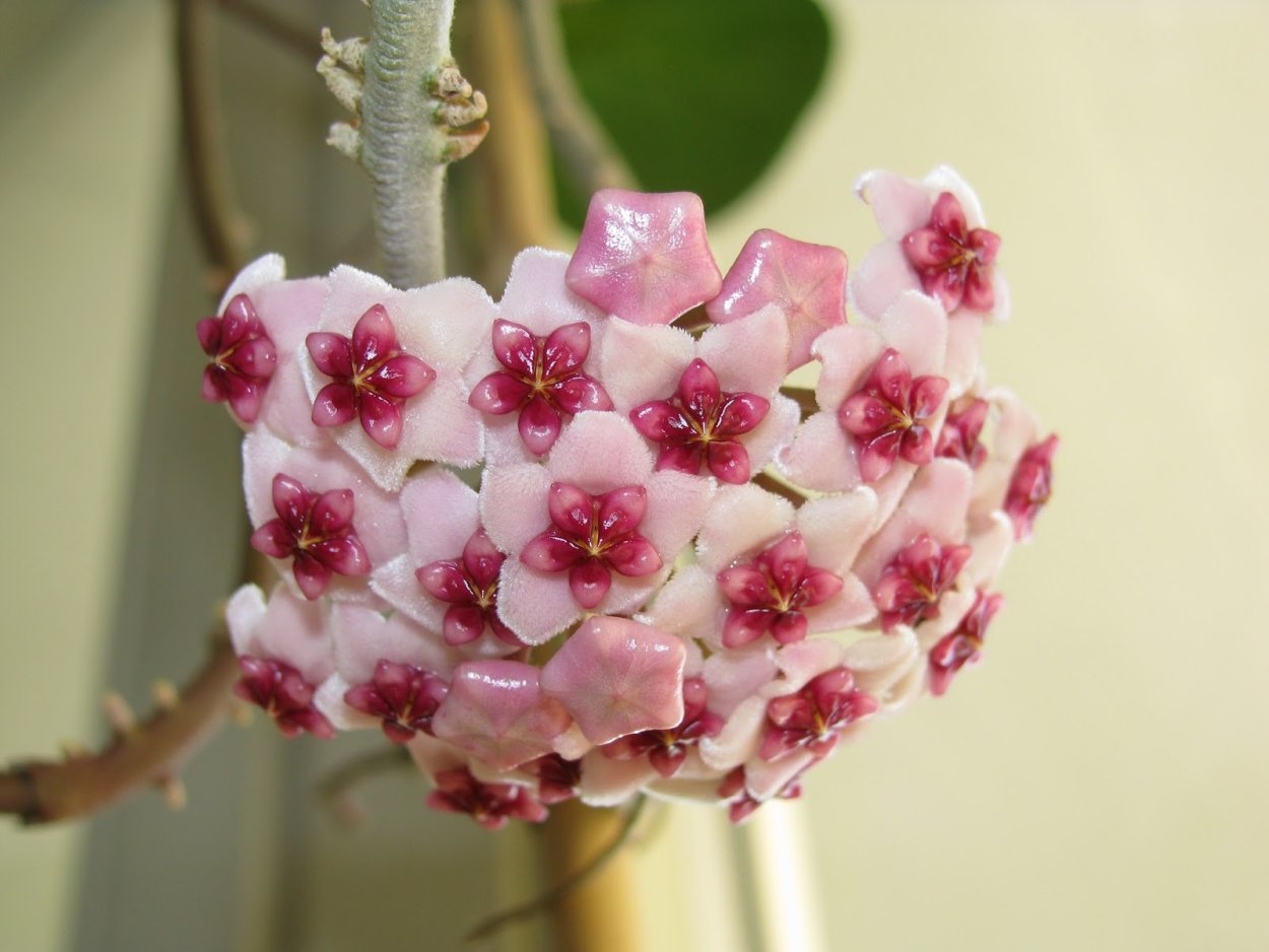 Хойя Обовата Альба