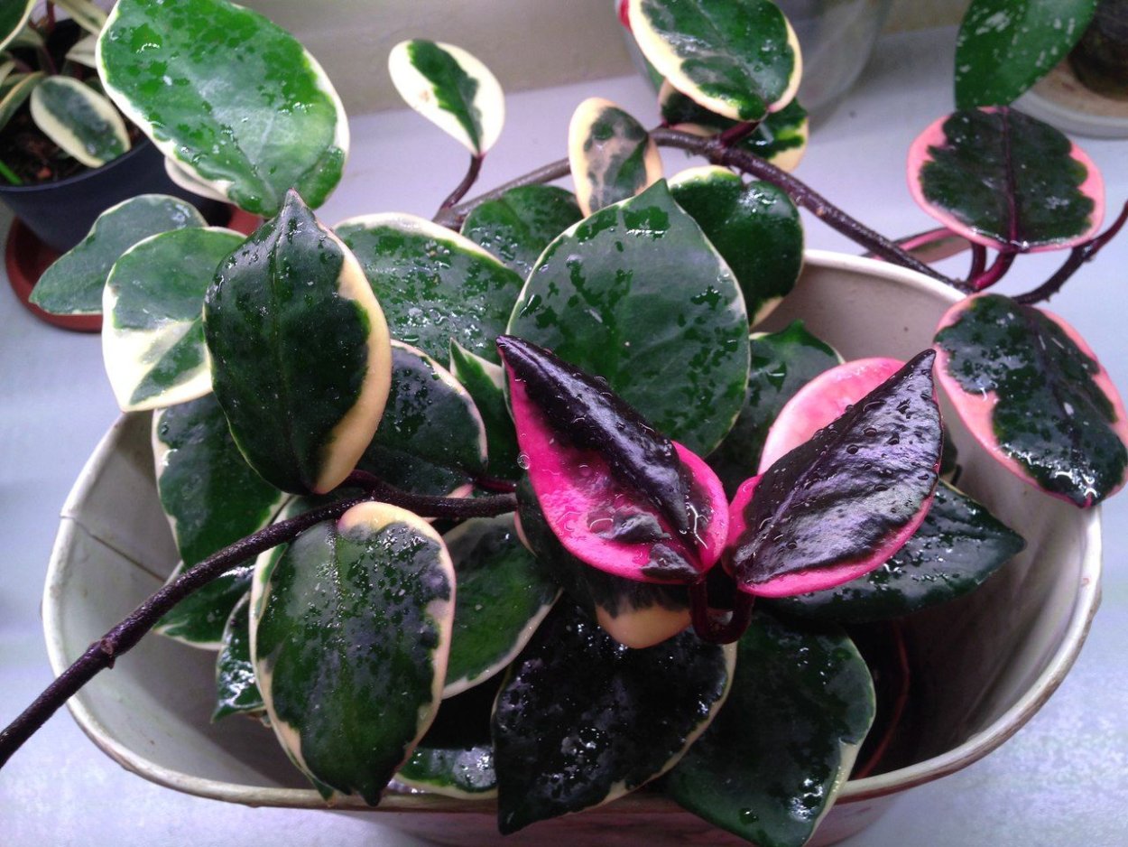 Хойя Карноза вариегатная