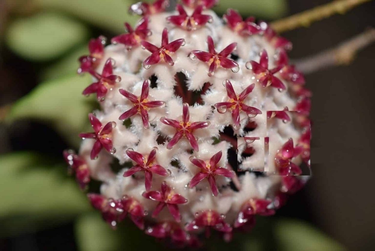 Хойя erythrostemma