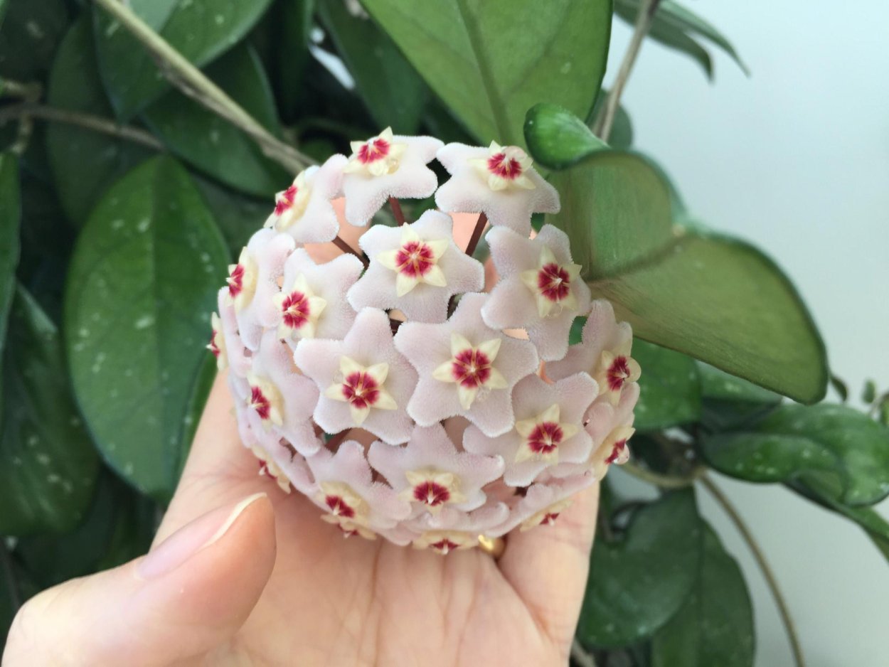 Купить хойю на авито