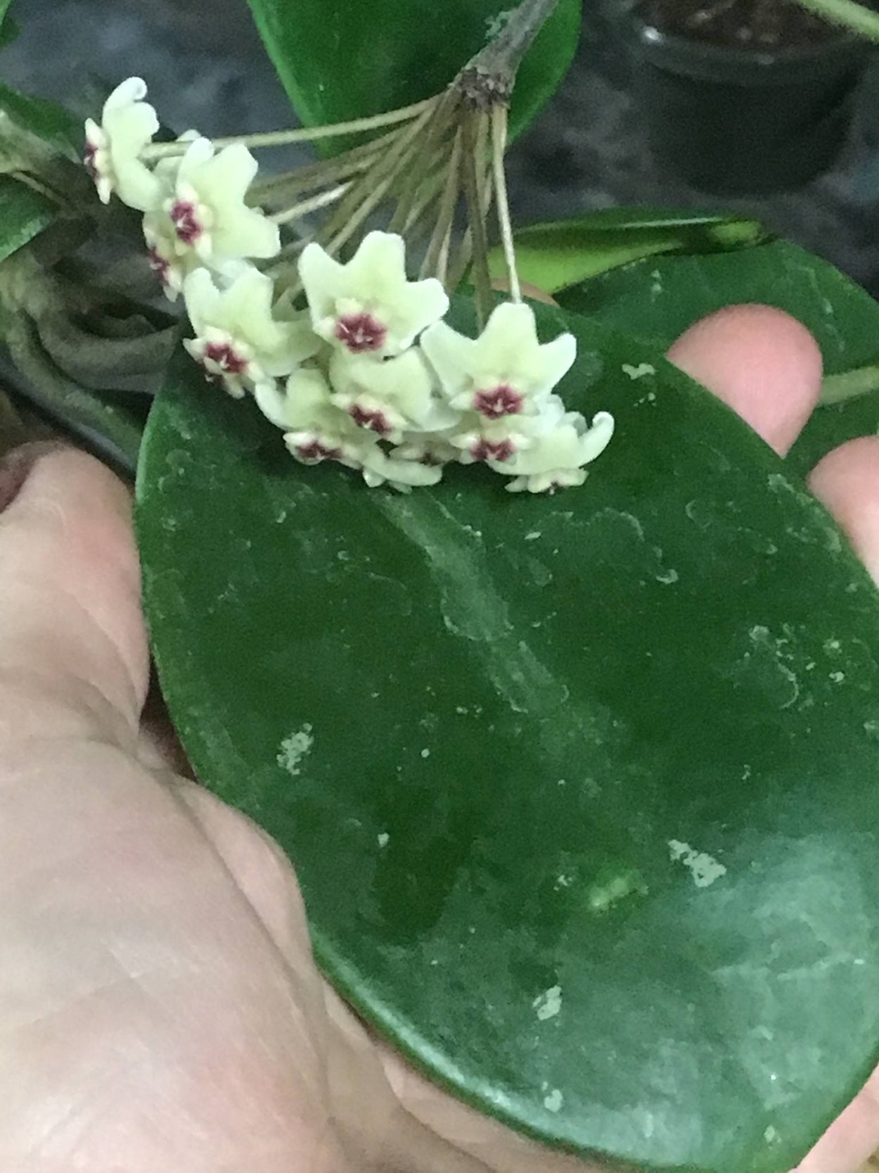 Хойя David Green Cup