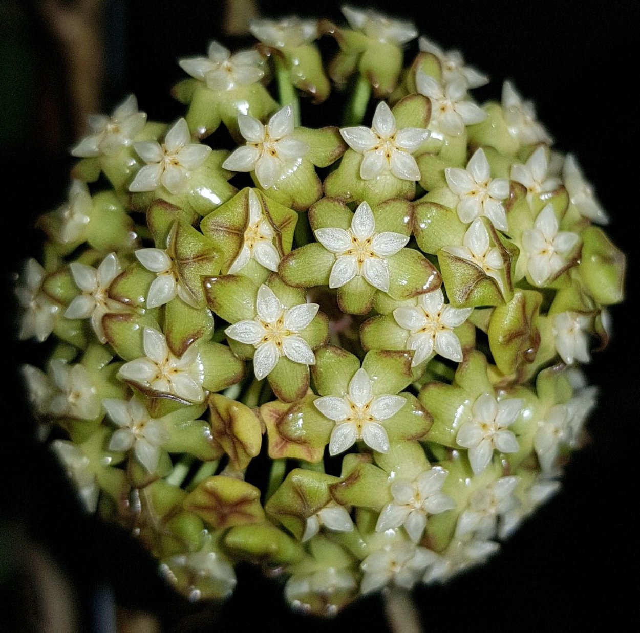 Hoya acuta EPC-271