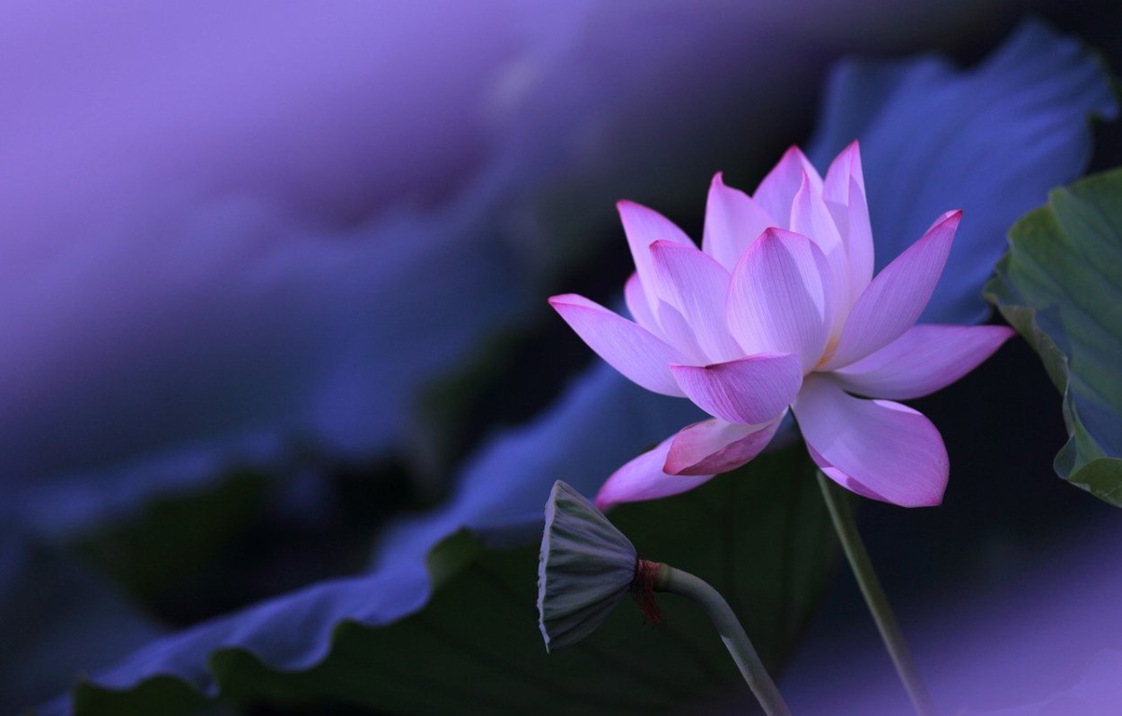 Лотос орехоносный фиолетовый