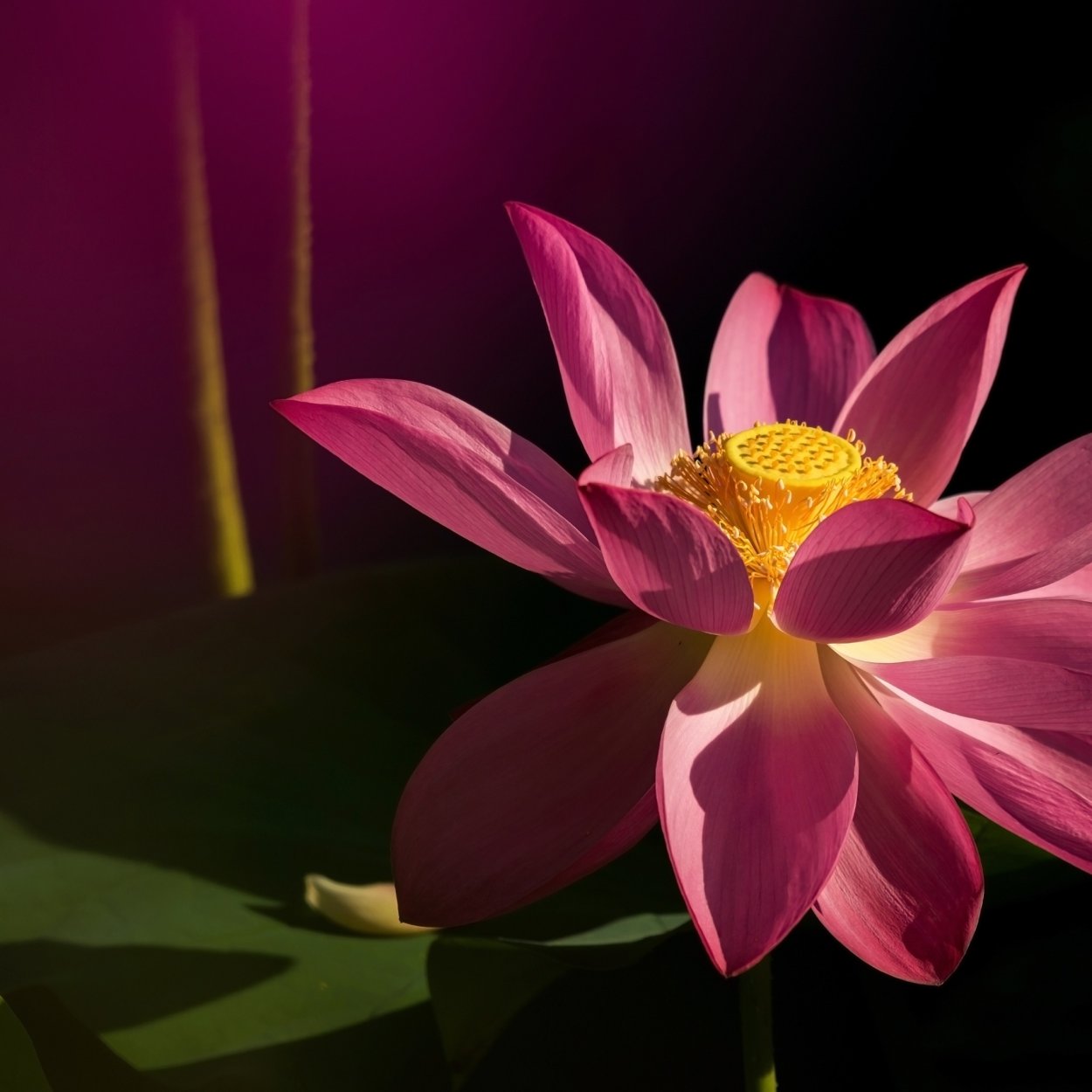 Лотос цветок