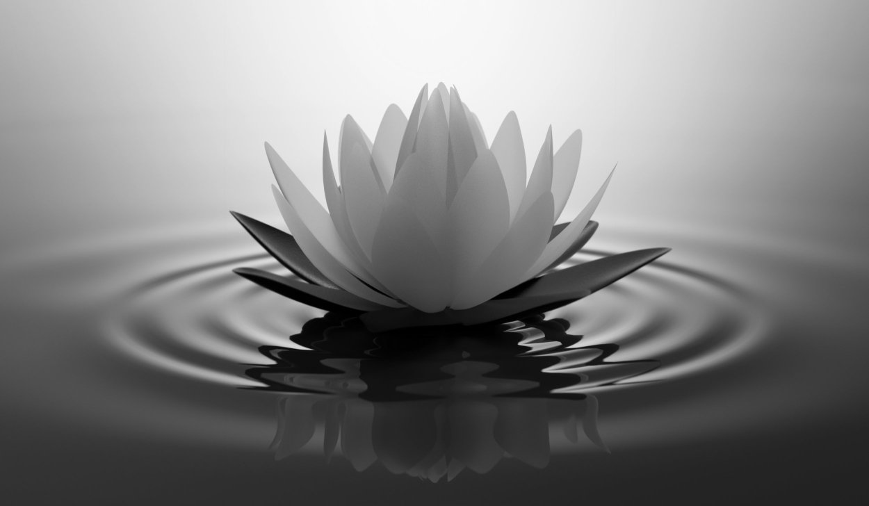 Лотос цветок на воде