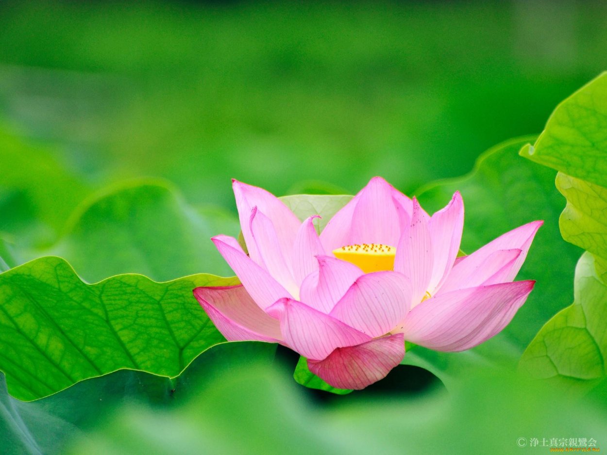 Зеленый Лотос Аюрведа