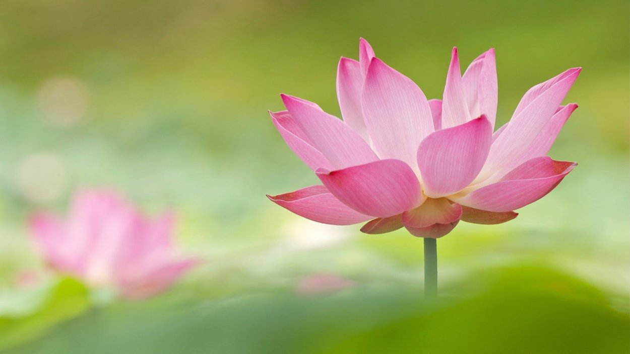 Зеленый цветок лотоса