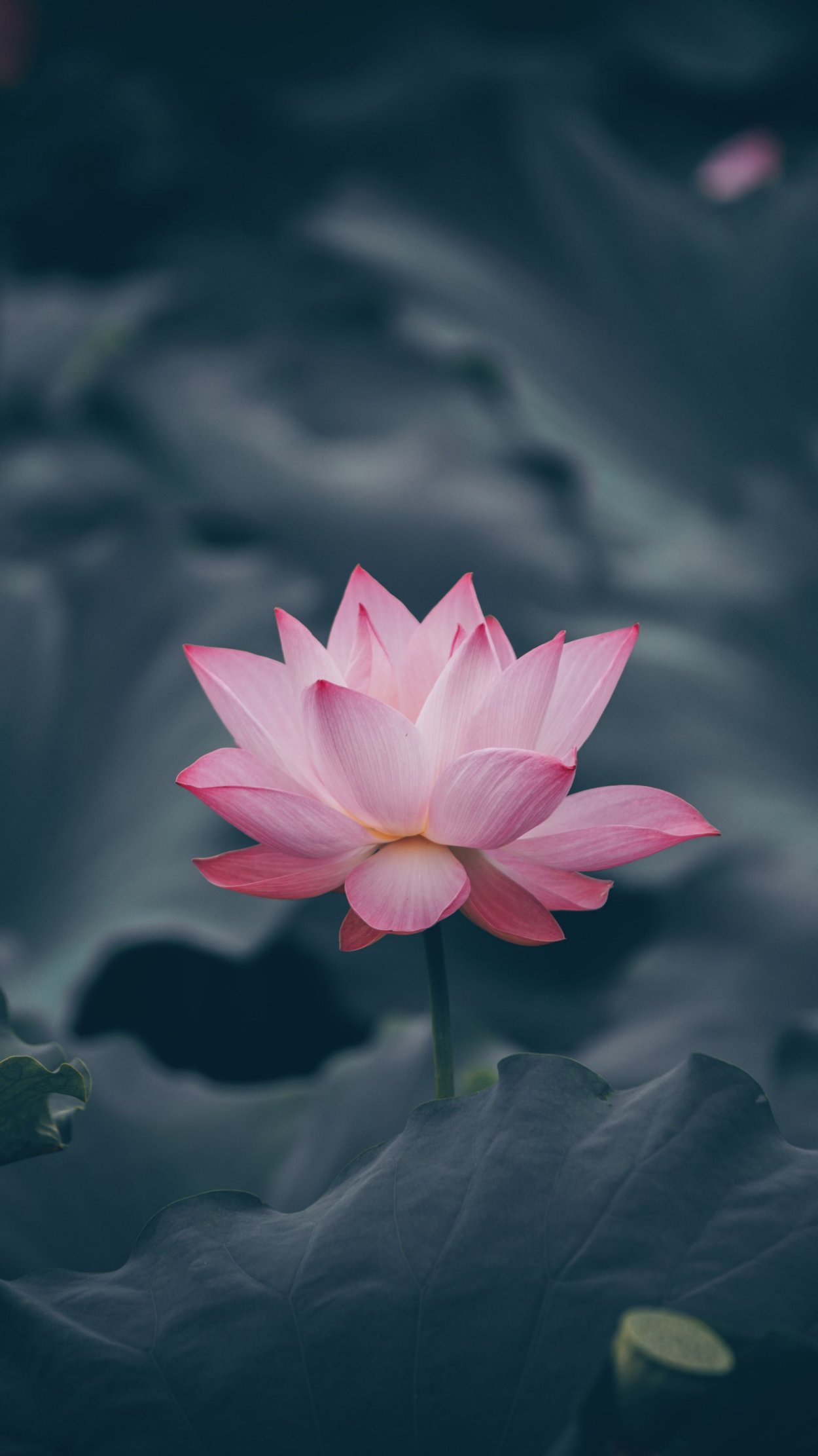 Тиара Лотос цветок лотоса