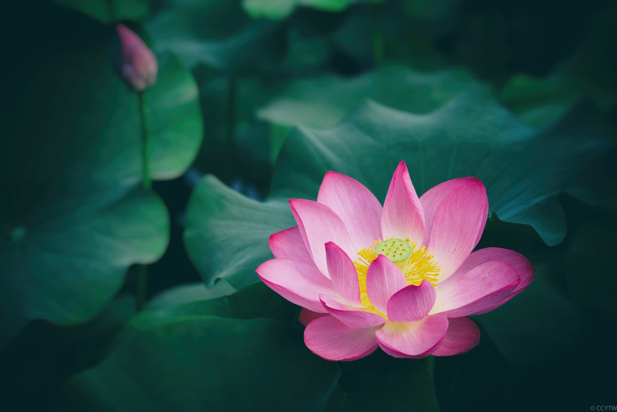 Шестилепестковый Лотос