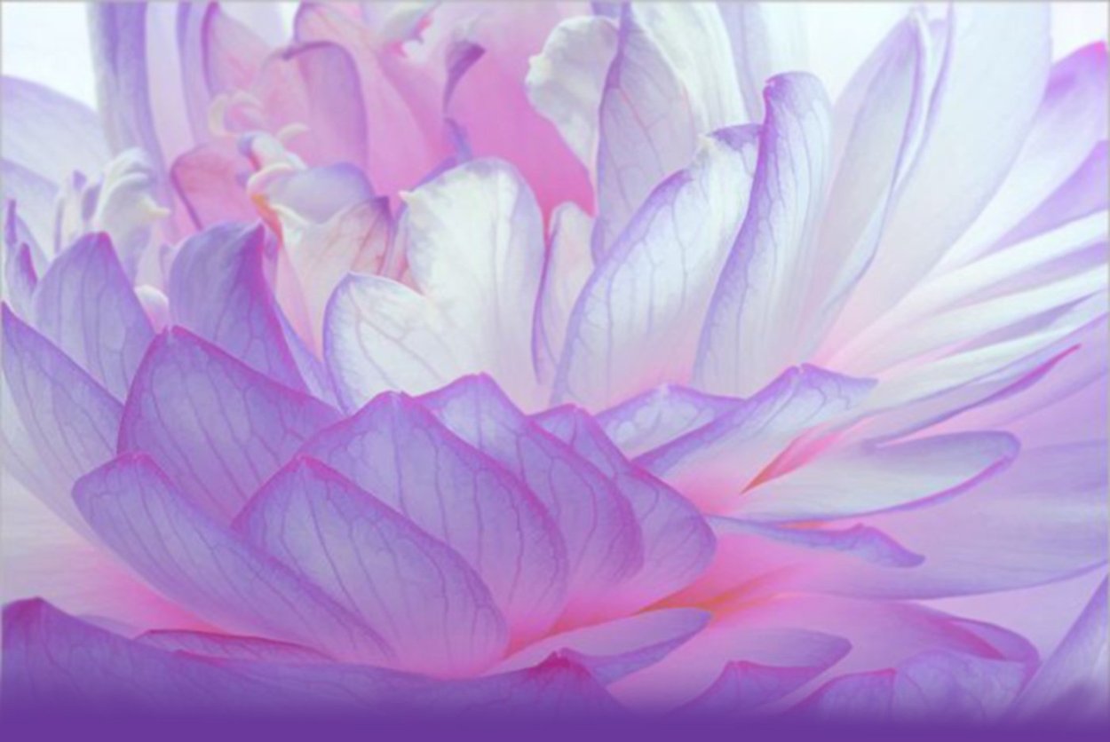 Нежный цветок