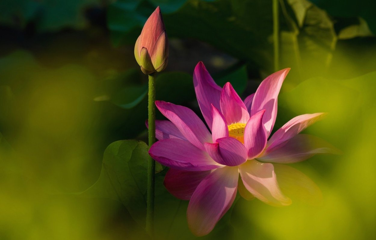 Стебель лотоса