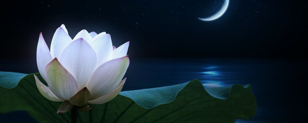 Лотос цветок