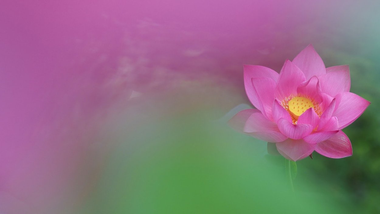 Лотос цветок