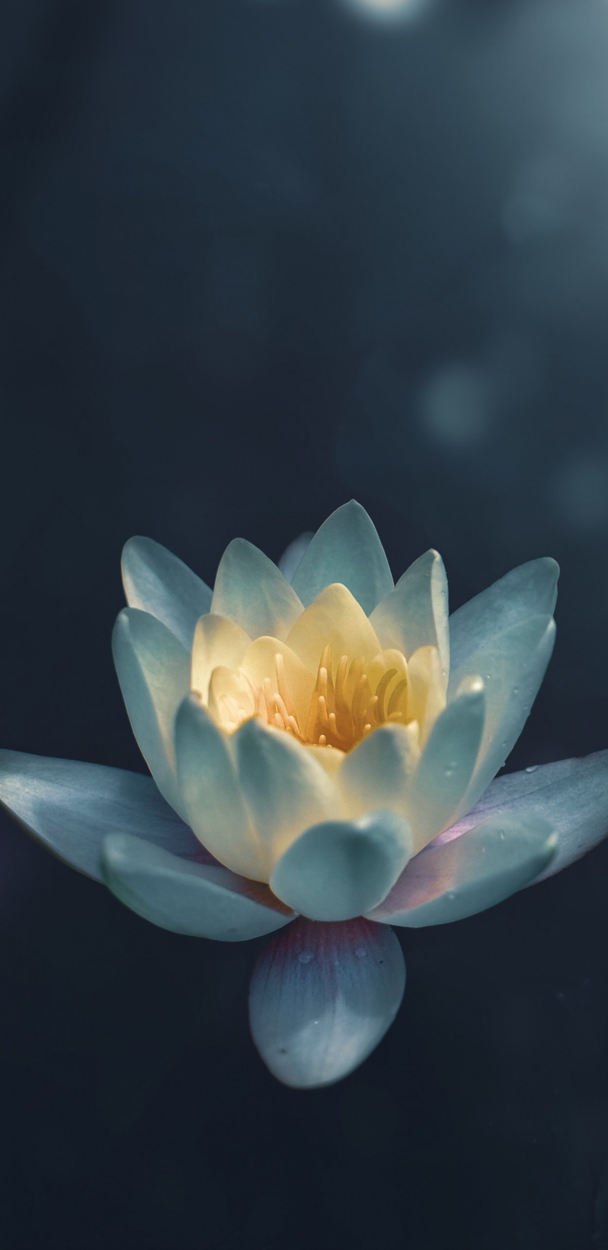 Цветок лотоса HD