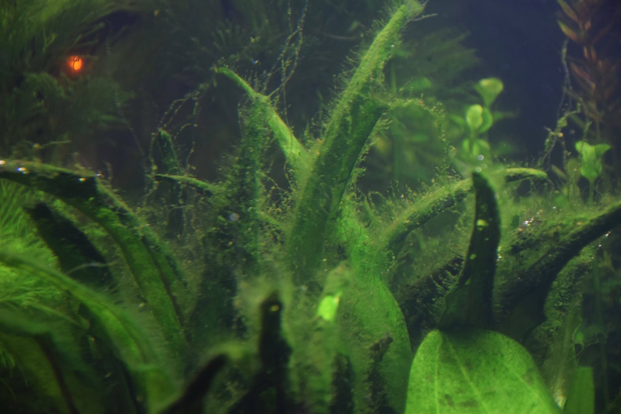 Нитчатые водоросли в аквариуме
