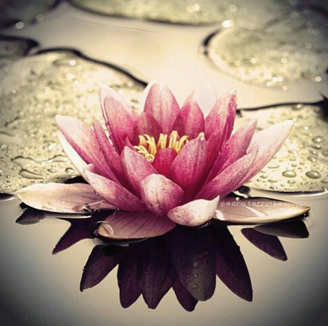 Цветок чистоты