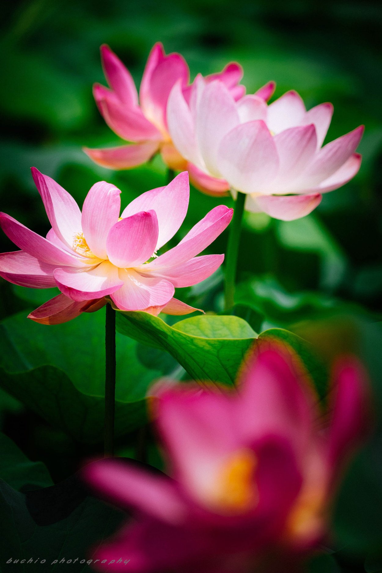 Лотос алефоносес