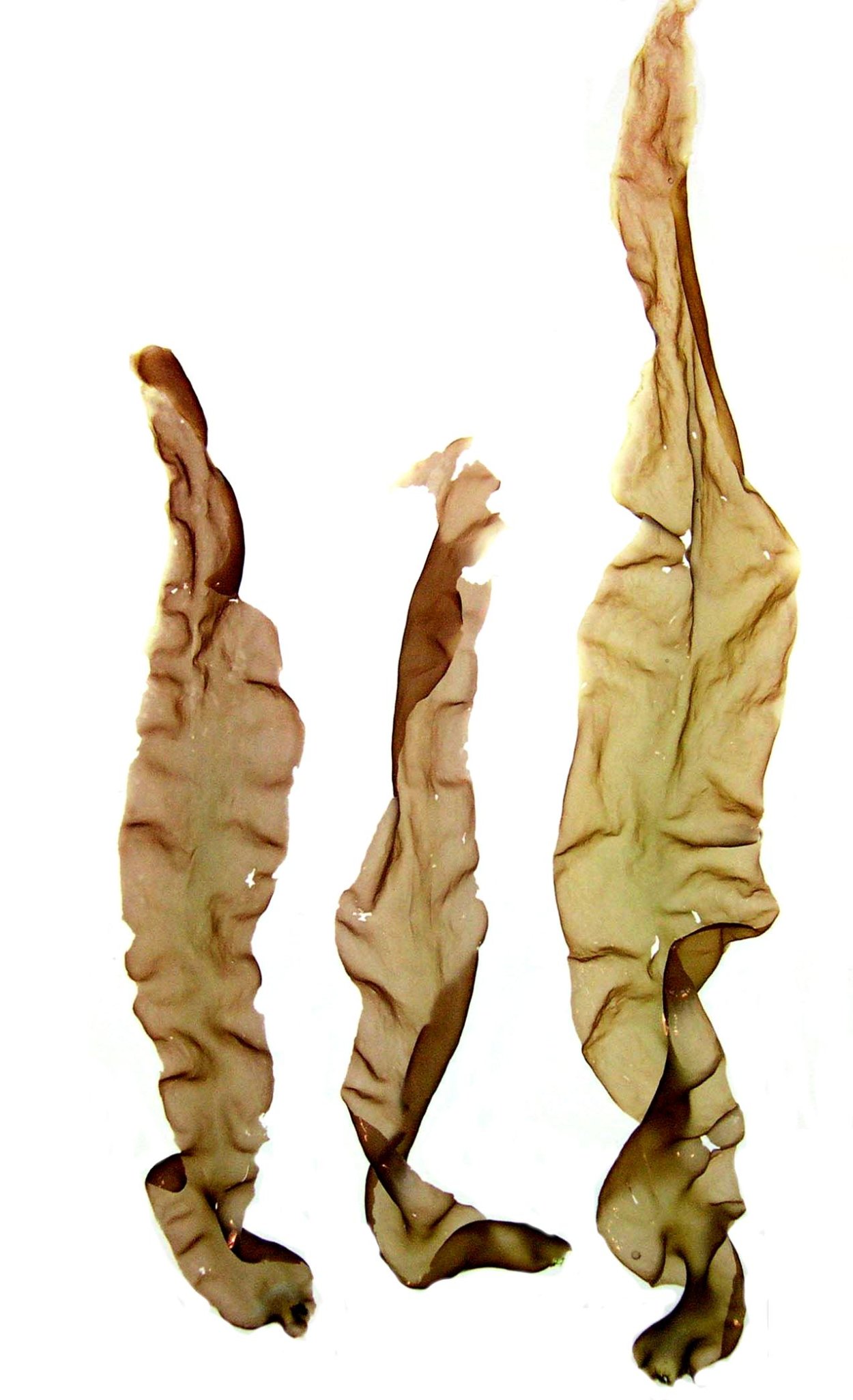 Ламинария порфира