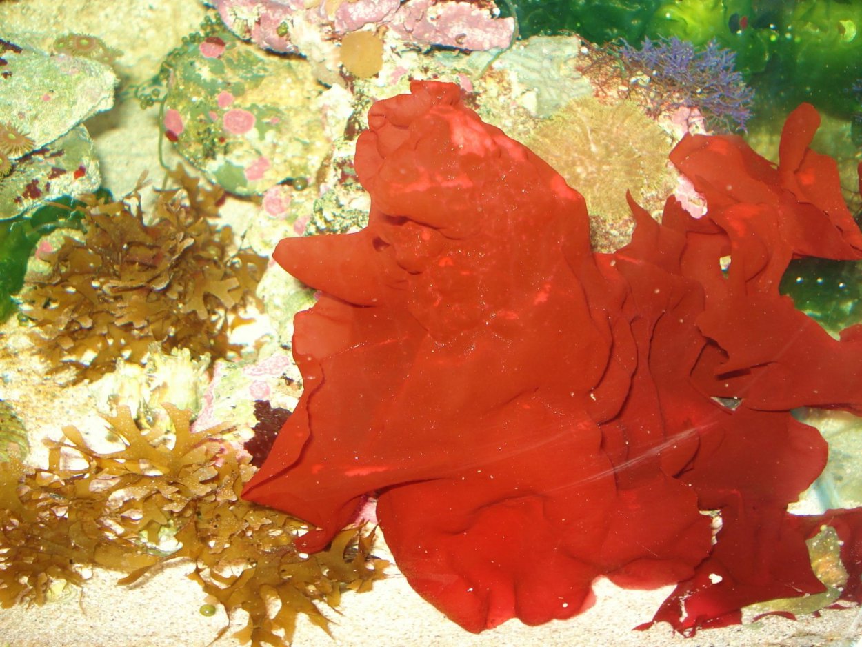 Багрянка порфира