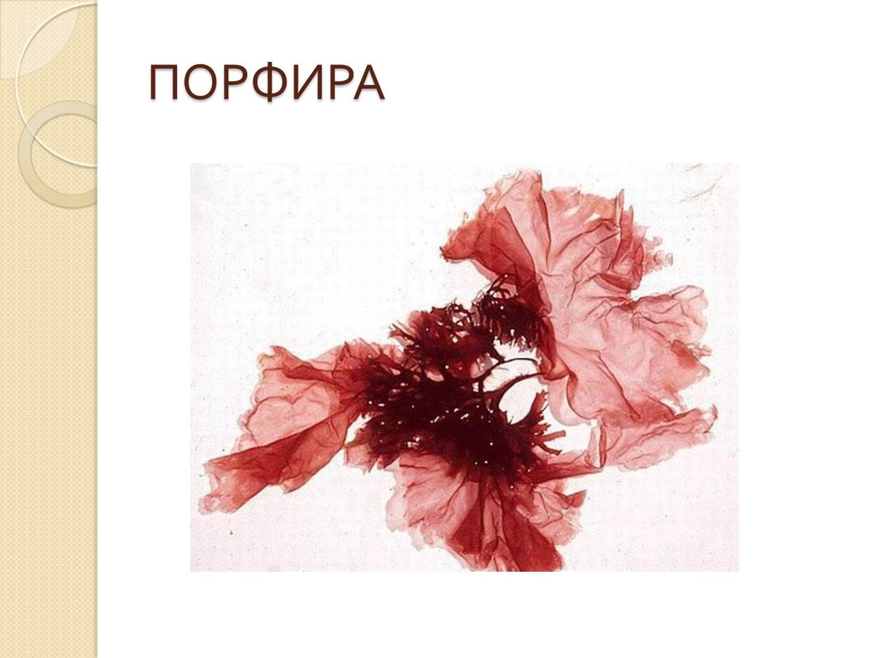 Морские водоросли рода порфира (Porphyra)