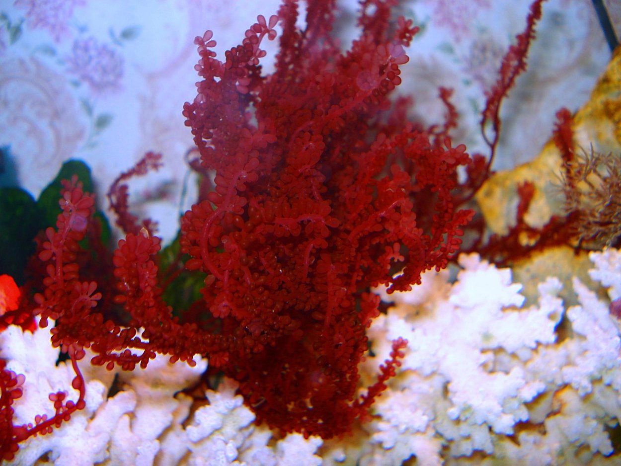 Порфира водоросль