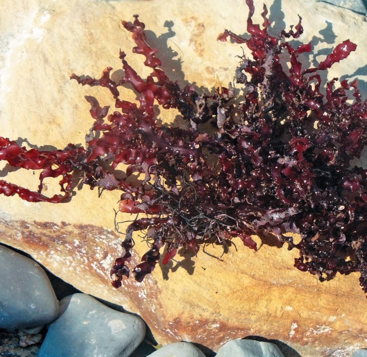 Филлофора водоросль