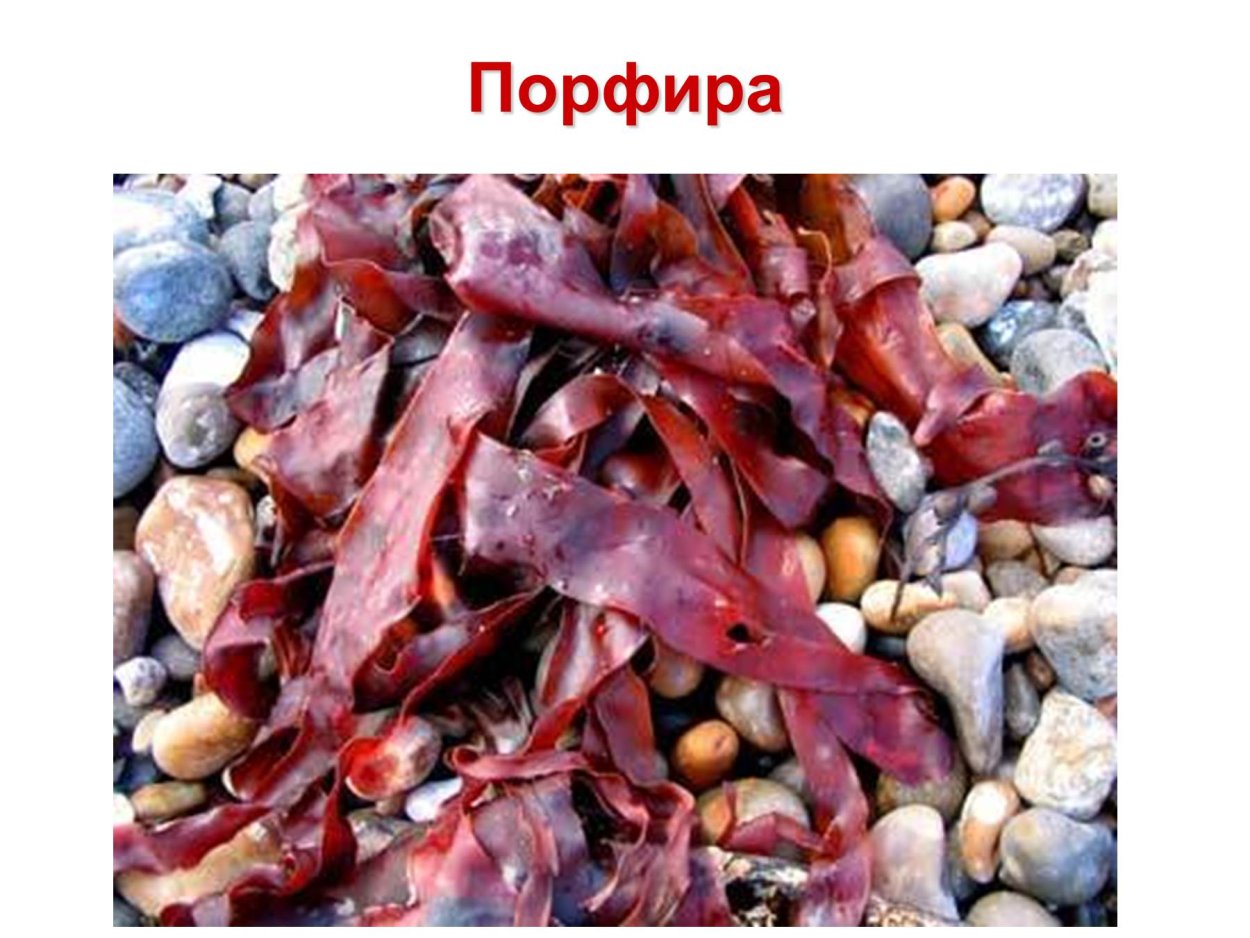 Порфира (Porphyra