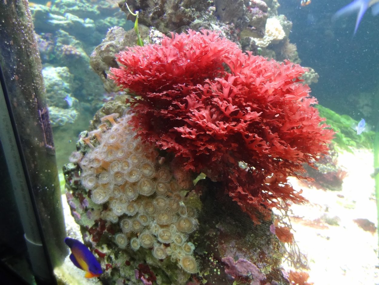 Красные водоросли анфельция