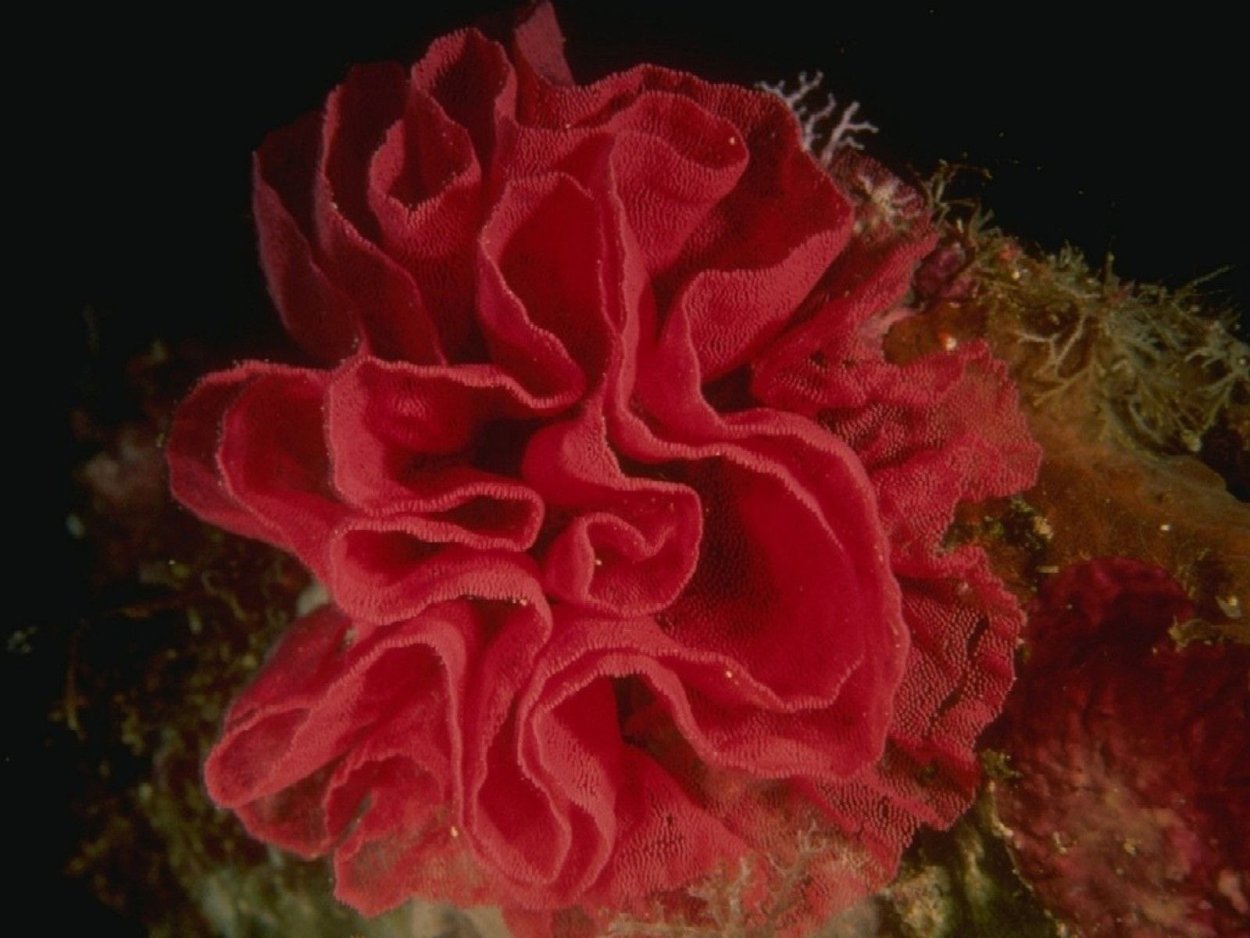 Багрянки красные картинки