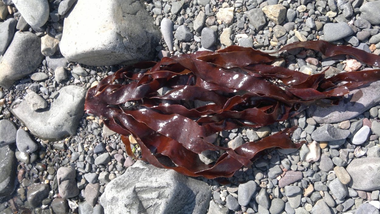 Пальмария пальмата