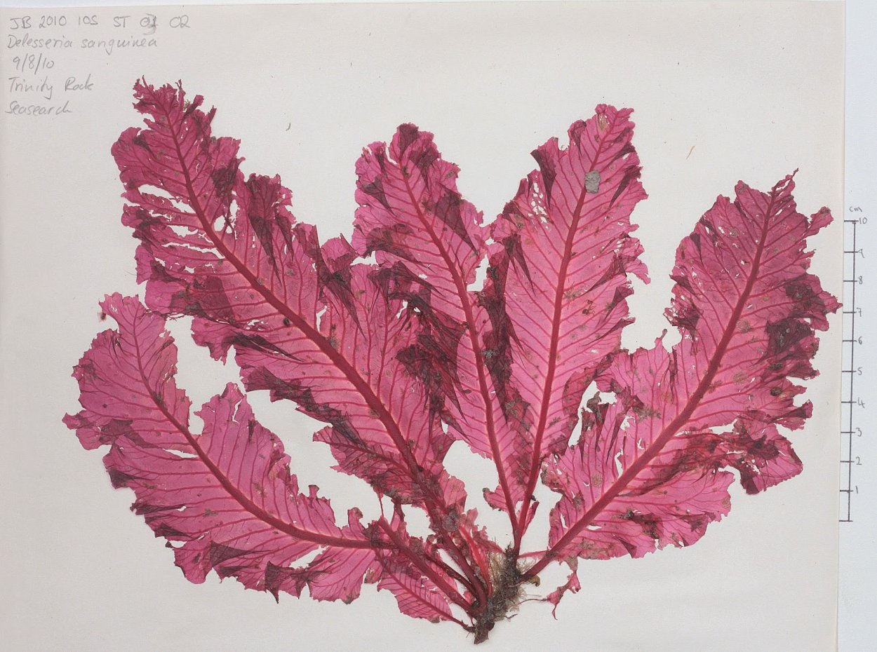 Делессерия – Delesseria