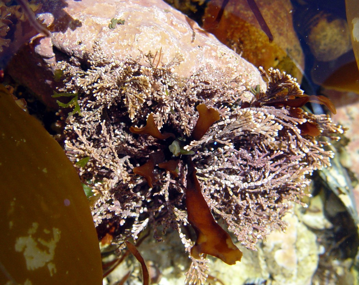 Пальмария водоросль