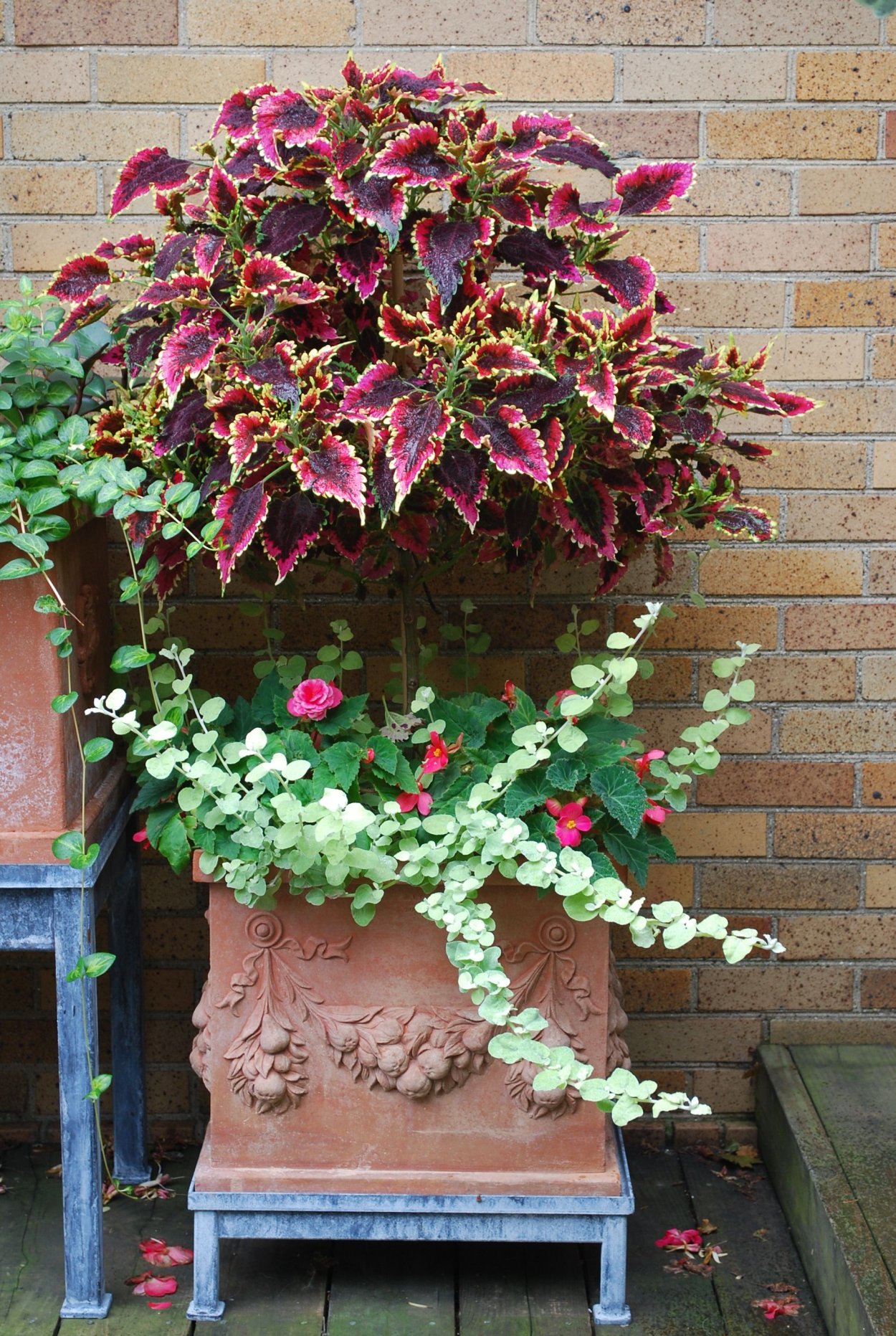 Колеус и бегония