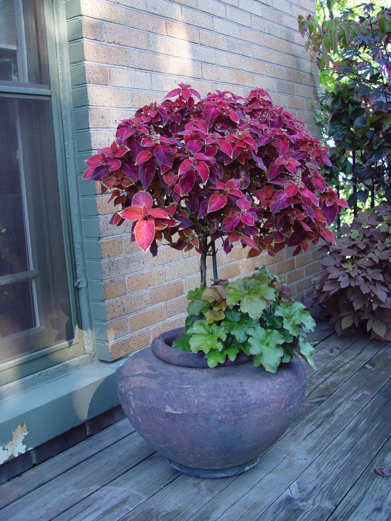 Колеус на штамбе