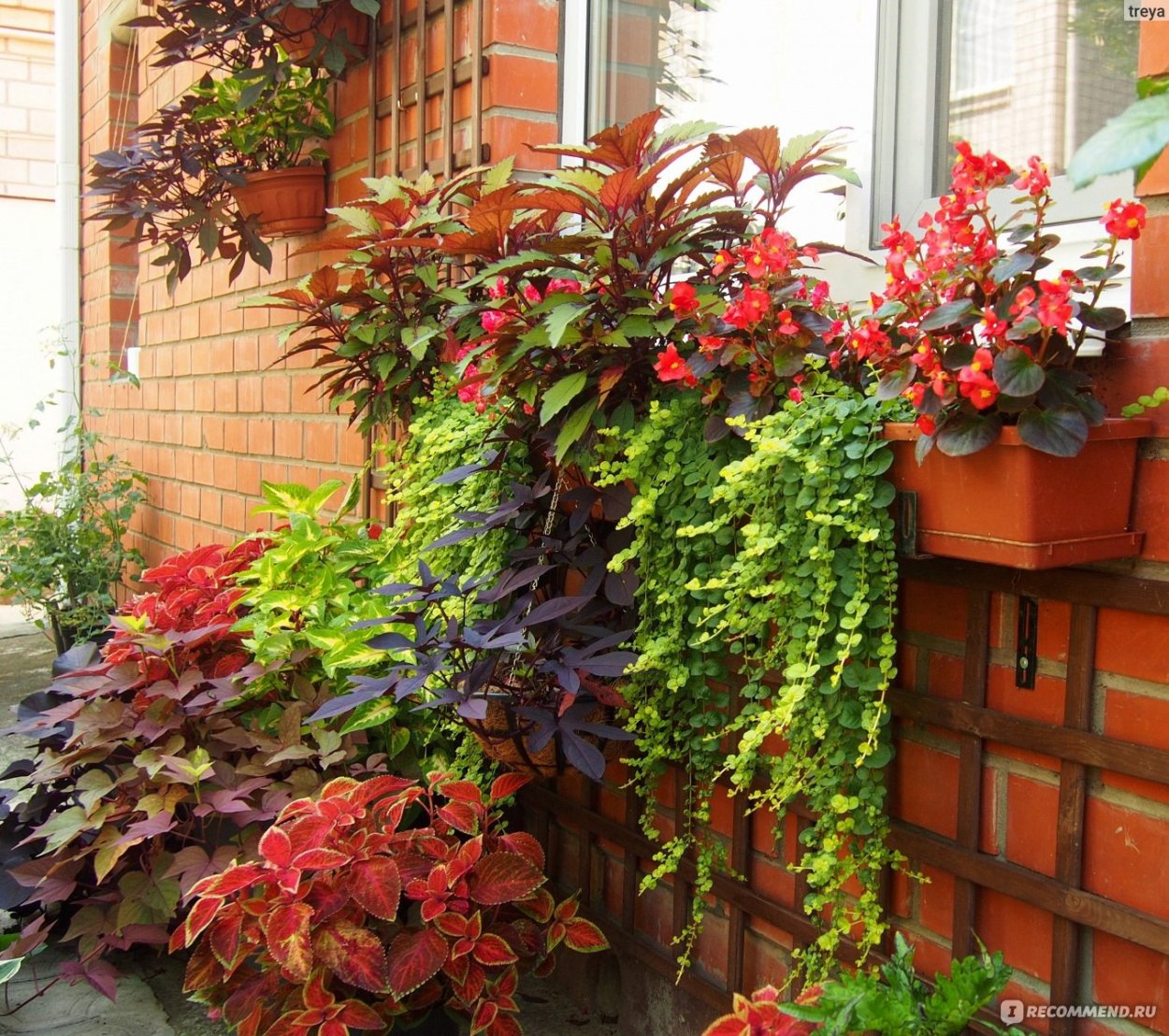 Батат и колеус