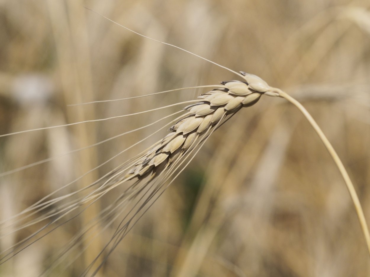 Дикая пшеница полба