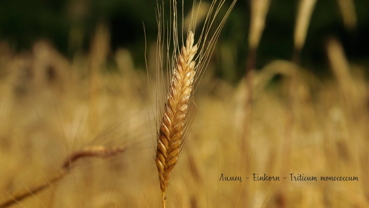 Пшеница однозернянка