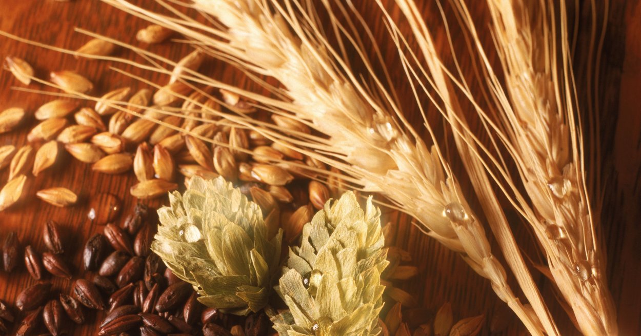 Хмель и солод зерна