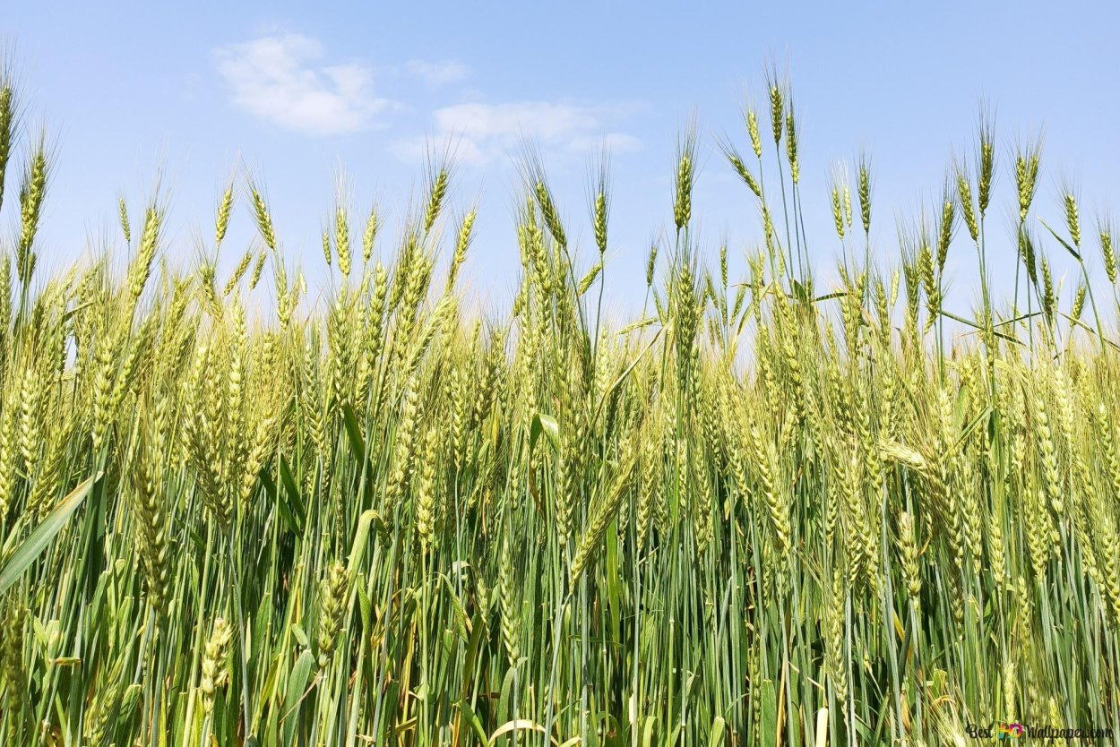 Сорт Московская 39 озимая пшеница