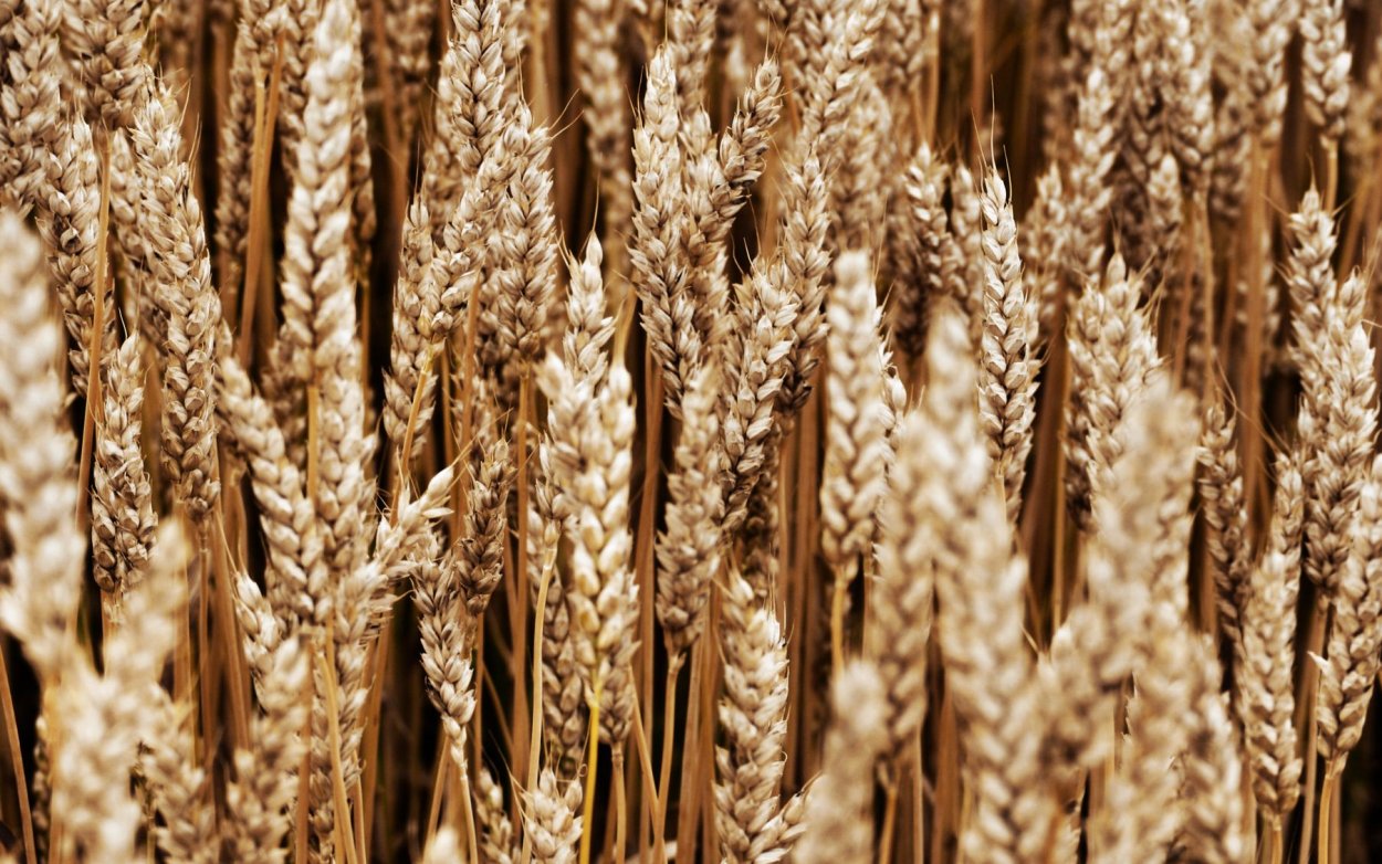 Пшеница Колос Колос