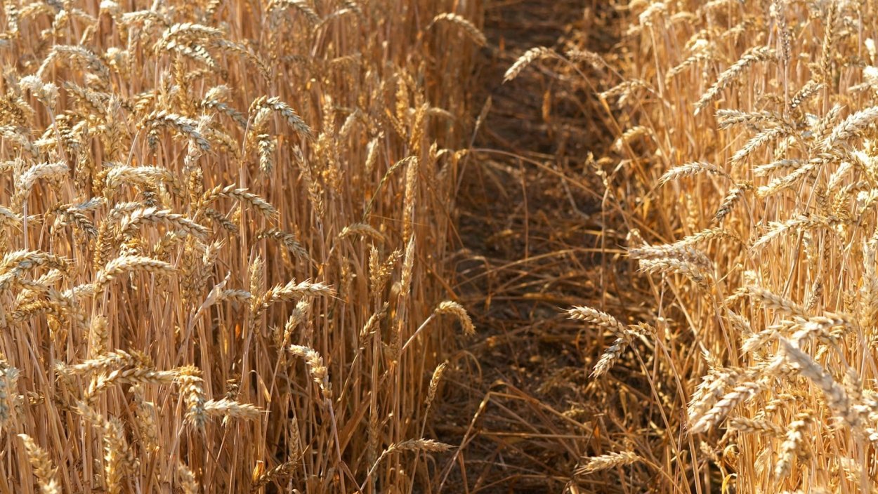 Пшеница на ветру