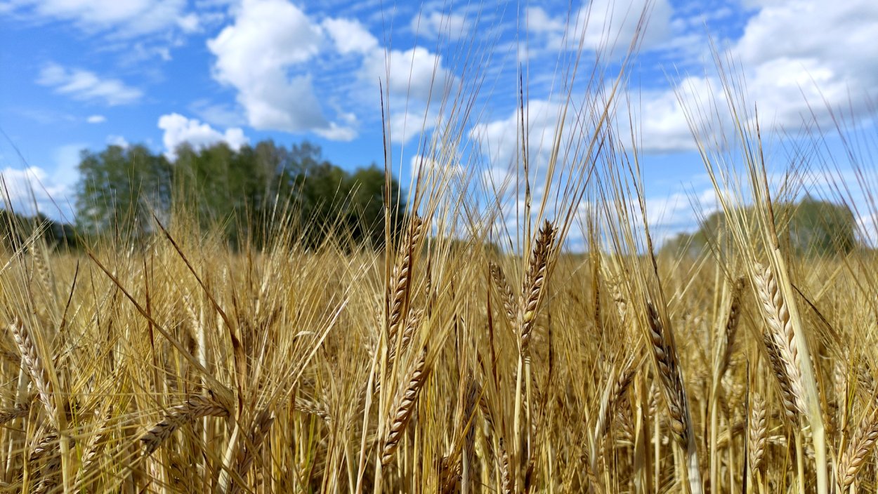 Хлебные поля Алтайский край