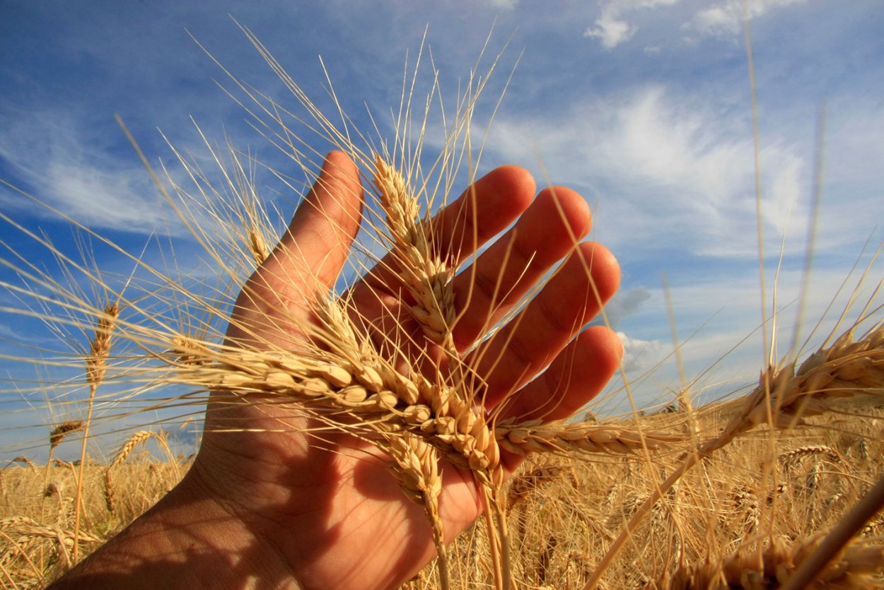 Дикая пшеница