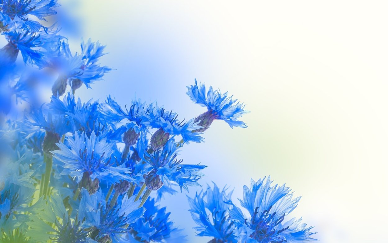 Фон с васильками