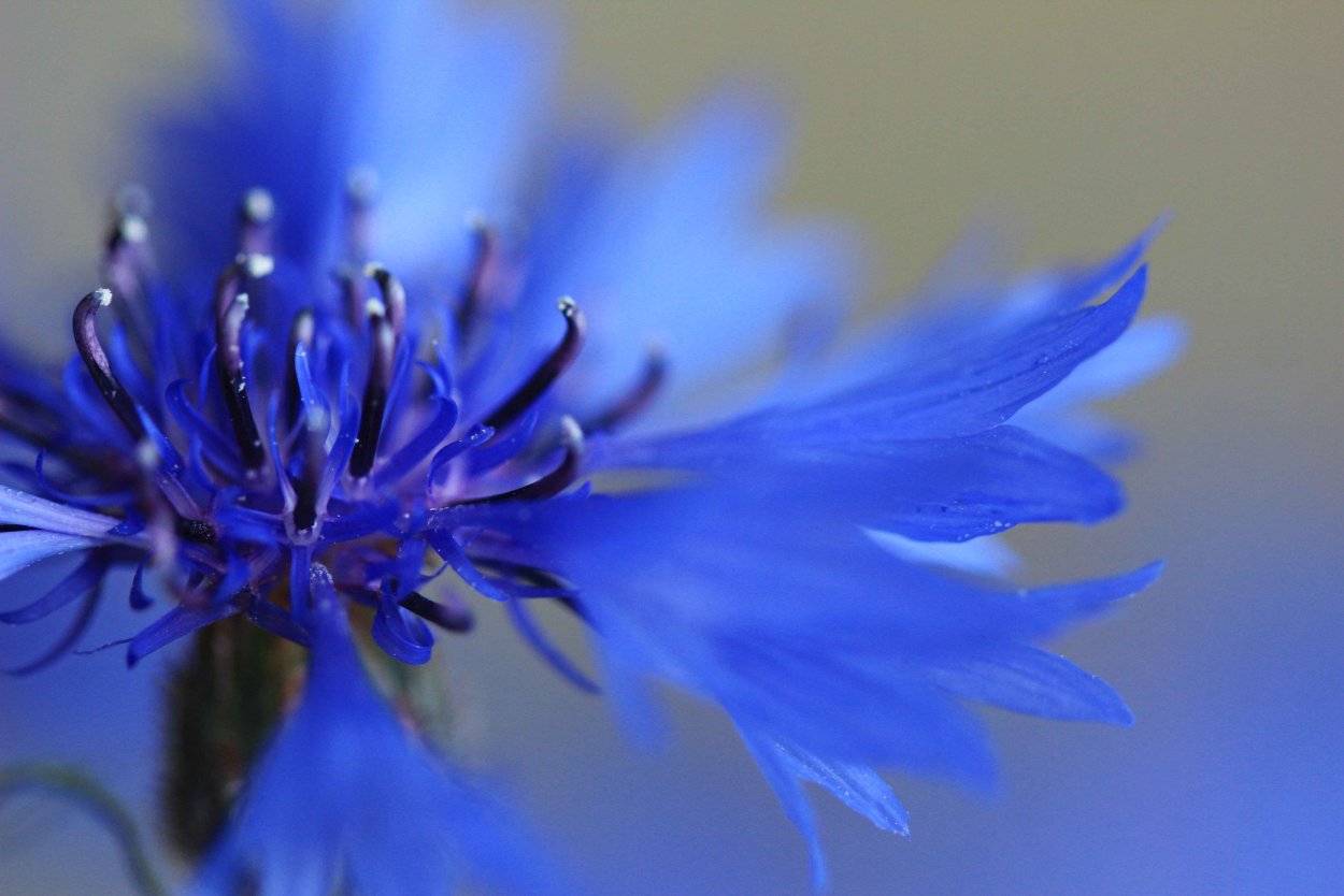 Садовый Василек Blue Diadem
