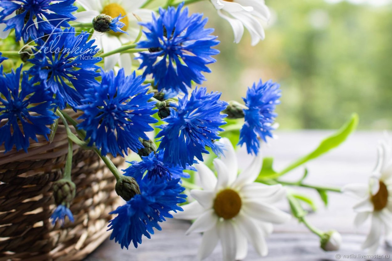 Васильки цветы кремовые