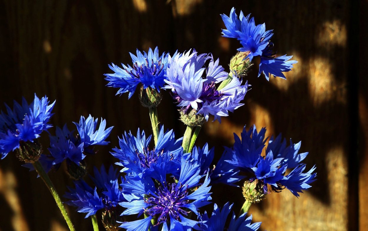 Василёк синий цветки