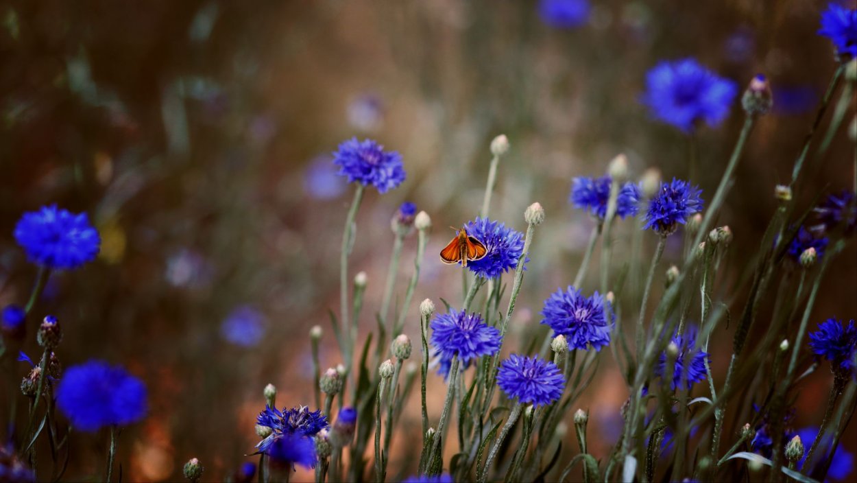 Васильки фото